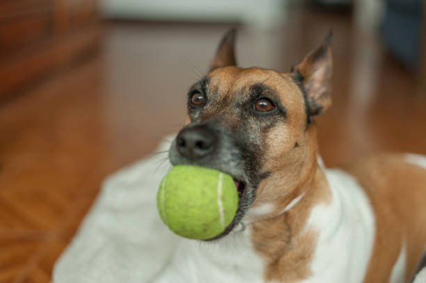 istock Dog playing with ball at home 926139376