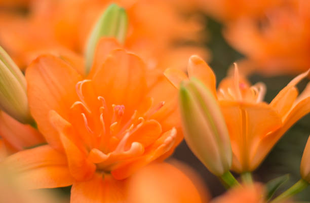 istock Beautiful tulips in garden, 4K 926139710