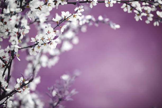 весенние цветы - sakura стоковые фото и изображения
