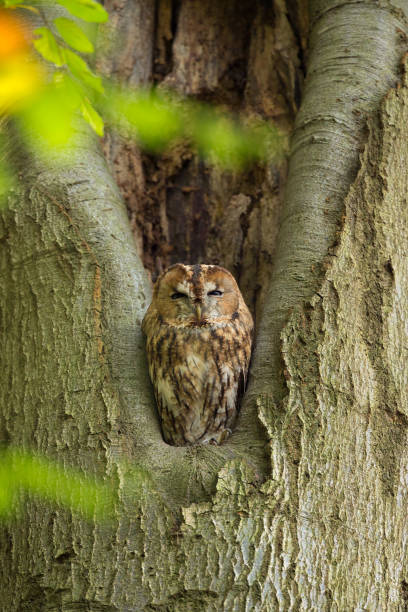 istock Tawny Owl sitting in a nesting hole. 926143508