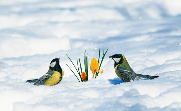 お祝いグリーティング カード、2 つの小鳥シジュウカラ fluffed 鮮やかな青い雪の下からうち黄色 snowdrops の横に羽歩いて - photography young animal bird young bird ストックフォトと画像