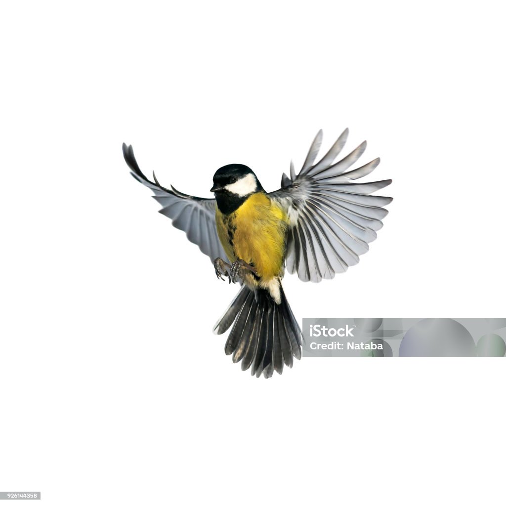広く普及して飛んでいる小さな鳥シジュウカラの肖像画翼と孤立した白地にフラッシュの羽 - 鳥のロイヤリティフリーストックフォト
