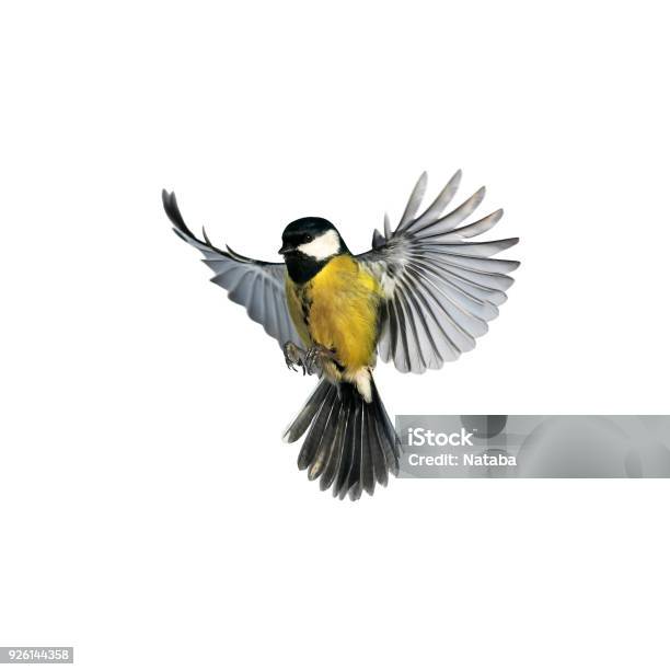 Portrait Of A Little Bird Tit Flying Wide Spread Wings And Flushing Feathers On White Isolated Background Stock Photo - Download Image Now