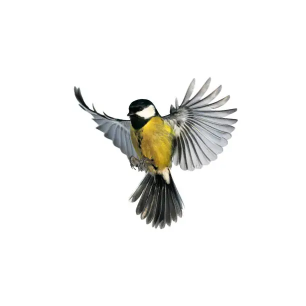 Photo of portrait of a little bird tit flying wide spread wings and flushing feathers on white isolated background