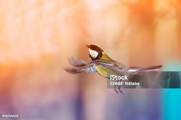 маленькие сиси