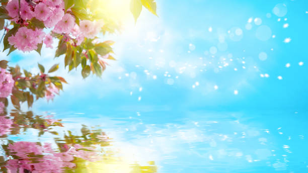 istock Sakura flower cherry blossom, water reflection, light. Greeting card background template. Shallow depth. Soft toned. Spring nature 926144638