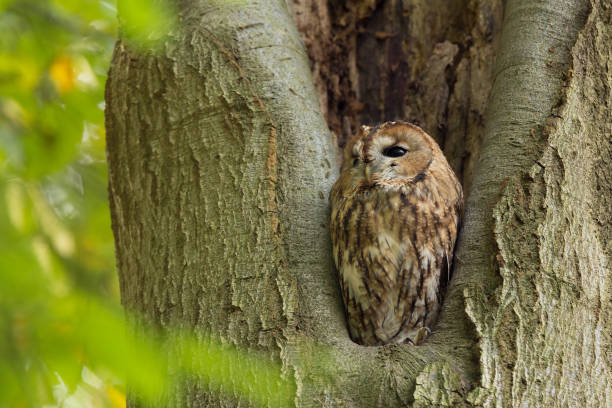 istock Tawny Owl sitting in a tree  (Strix aluco). 926144712