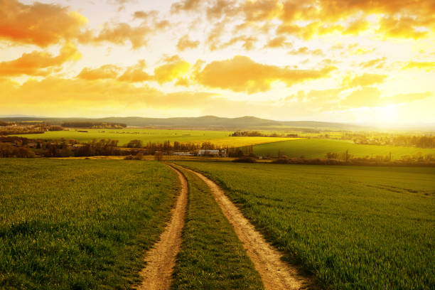 istock Dirt road in field with green grass at sunset. 926145364