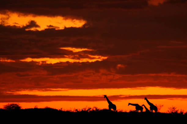 istock Animals giraffe silhouettes African sunset sky clouds night trees nature 926148122