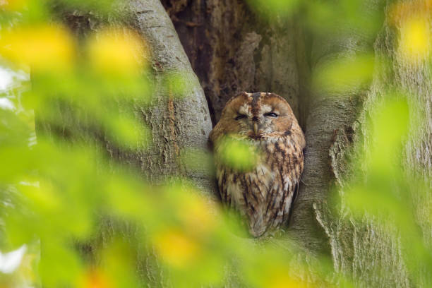 istock Tawny Owl sitting in a tree  (Strix aluco). 926148540