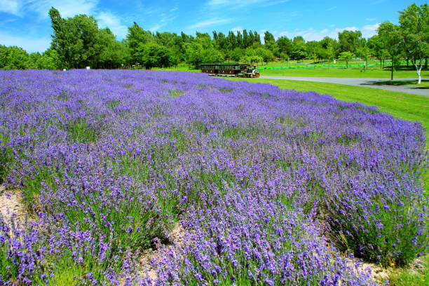 istock Sapporo citizen's park, lavender field 926148868