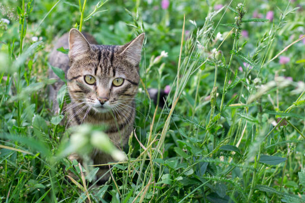 istock Striped fluffy cat sitting in the green grass 926149274