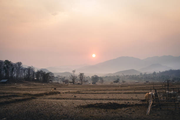 istock Dry fields and herds of cattle in the evening. 926151692