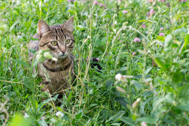 istock Striped fluffy cat sitting in the green grass 926151960