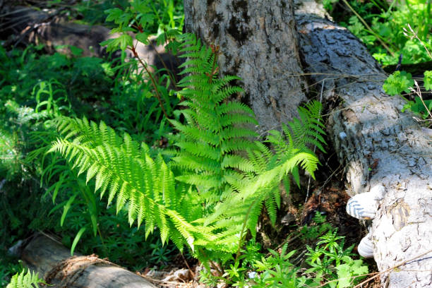 istock Ferm growing in the summer forest 926152026