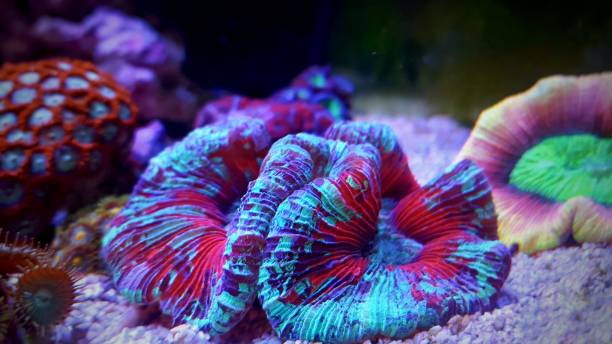 istock Brain Coral - Trachyphyllia geoffroyi 926152194