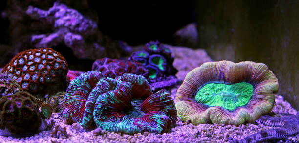 istock Brain Coral - Trachyphyllia geoffroyi 926152200