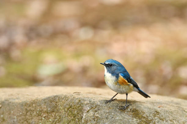 istock Male Tarsiger cyanurus 926152586