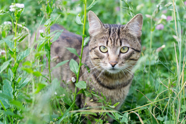 istock Striped fluffy cat sitting in the green grass 926152704