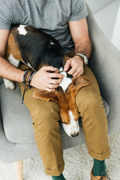 istock cropped image of dog lying between man legs 926156576