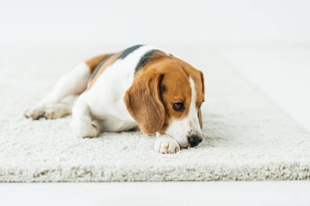 istock cute beagle lying on white carpet at home 926156720