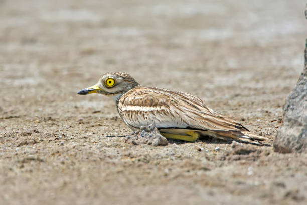 istock Unusual eyes on the sand 926159940