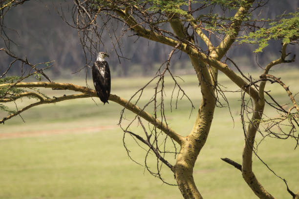 istock Eagle on  branch in Masai Mara, Kenya 926163086