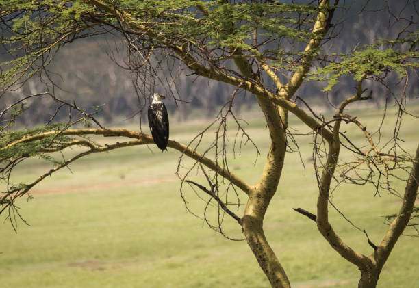 istock Eagle on  branch in Masai Mara, Kenya 926163186