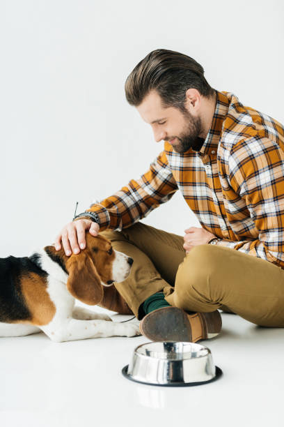istock man palming cute beagle near pet bowl 926163666
