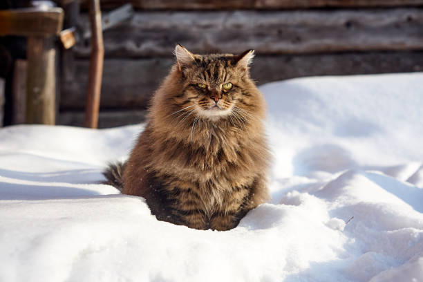 istock observing  supervise siberian cat in deep snow 926163844