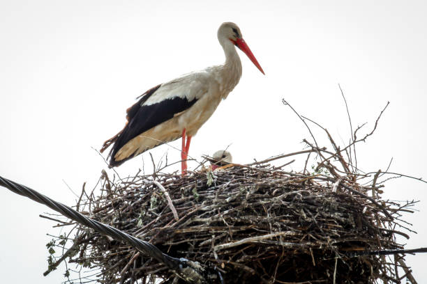 istock Stork in the nest on the pole 926163910