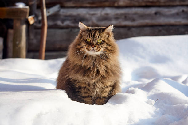 istock surprised siberian cat in deep snow 926164158