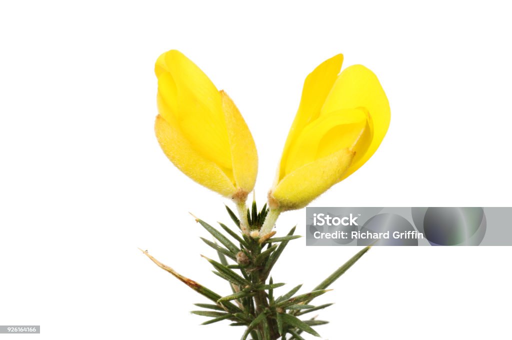 Tojo flores - Foto de stock de Fundo Branco royalty-free