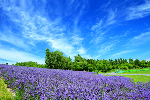 istock Sapporo citizen's park, lavender field 926164272