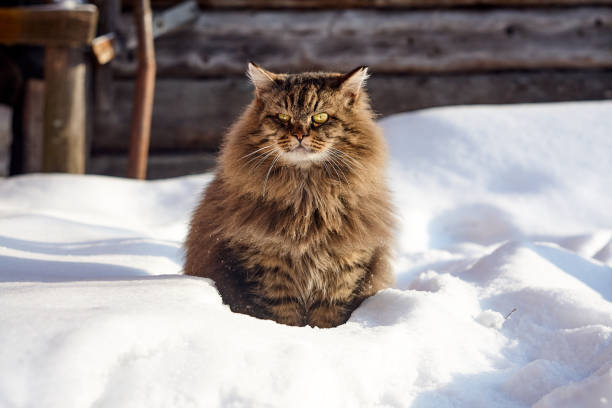 recherche de chat sibérien belle dans la neige profonde - chat sibérien photos et images de collection