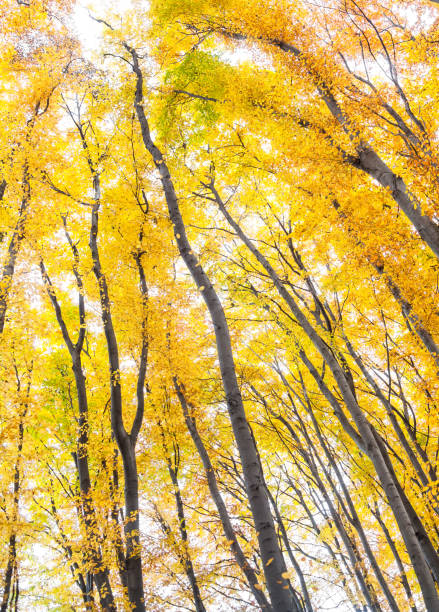 istock Yellow trees against the sky 926166554