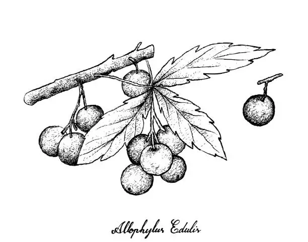 Vector illustration of Hand Drawn of Allophylus Edulis Fruits on White Background