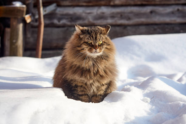istock horizontal portrait siberian cat ears up back 926166694