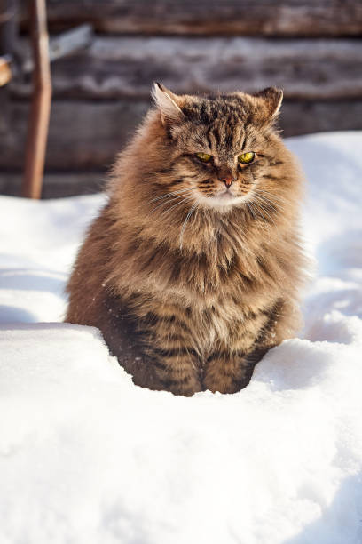 istock smiling fluffy siberian cat in deep snow 926167026