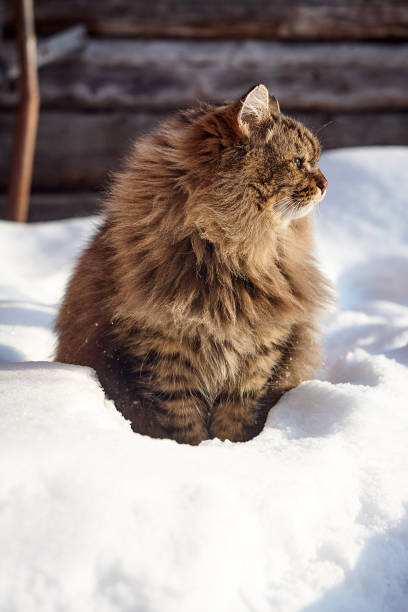 istock profile portrait siberian cat in deep snow 926167380