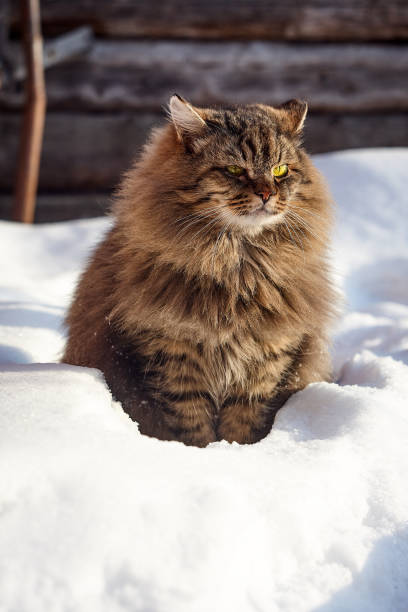 istock nice siberian cat sitting in deep snow 926167674