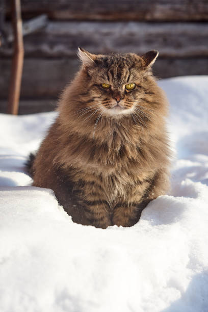 istock starring serious siberian cat in snow 926167902