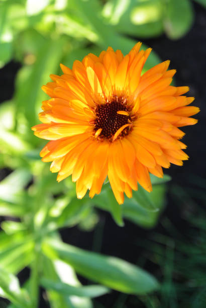 istock Common or Pot Marigold, orange Calendula flower, colorful background 926168186