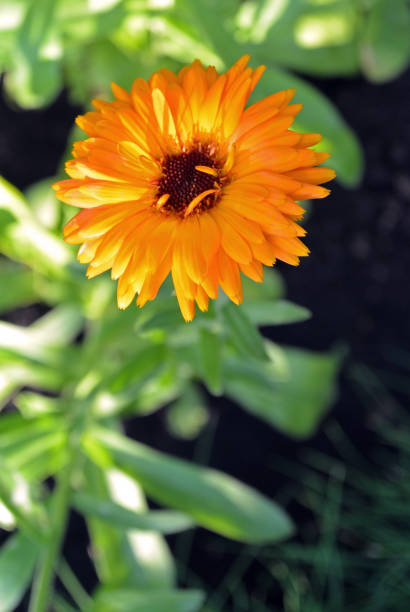 istock Common or Pot Marigold, orange Calendula flower, colorful background 926168250