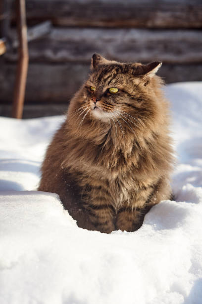 istock fury siberian cat profile in deep snow 926169472