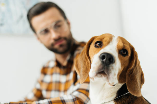 istock handsome businessman looking at cute beagle 926171134