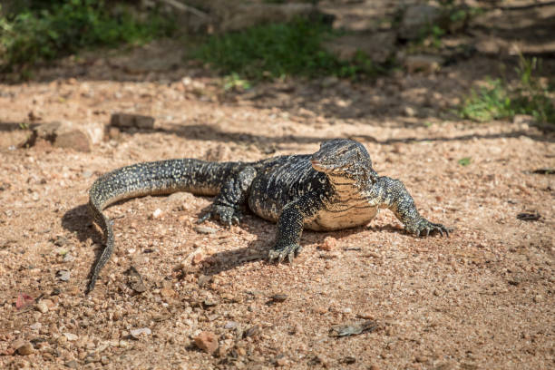 istock Water monitor lizard 926171488
