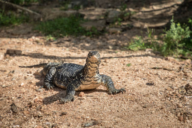 istock Water monitor lizard 926171492