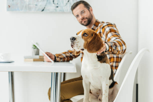 istock businessman with tablet palming dog in office 926171696