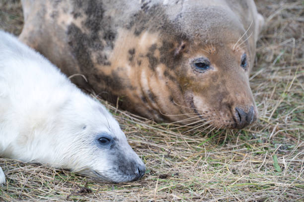 istock Grey Seal mother and pup 926172766